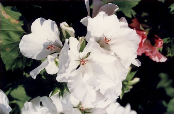 Cherry Blossoms -Bill Hornsby