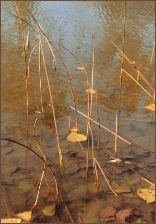 Marsh in Autumn -Bill Hornsby